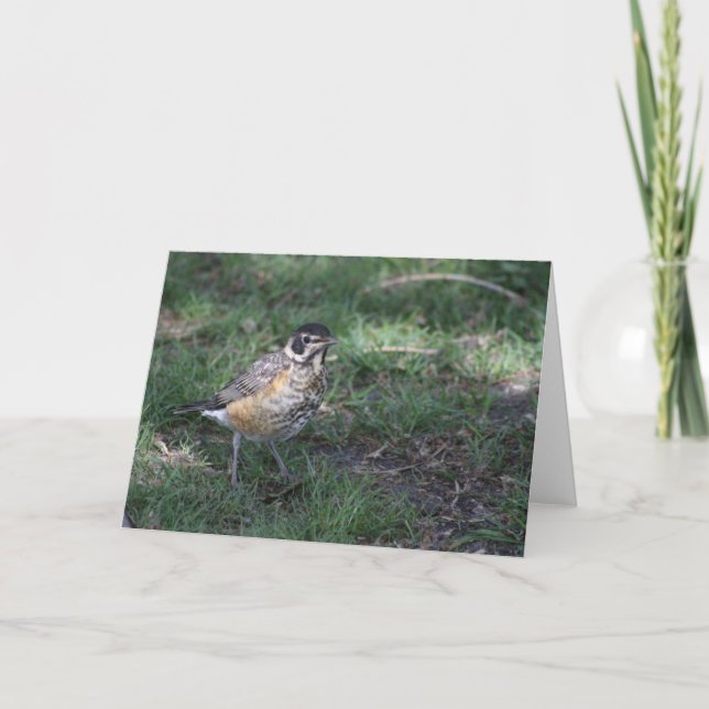 Baby Robin Greeting Card (Front)