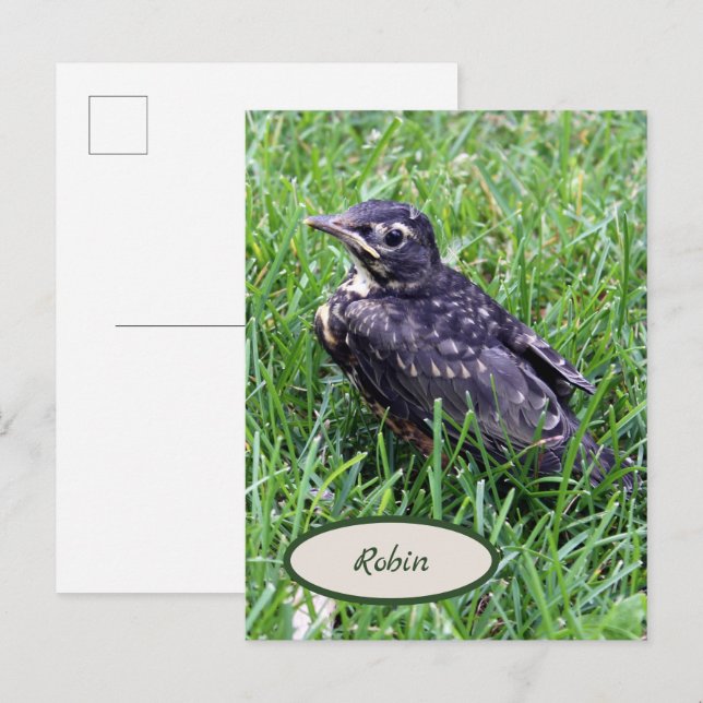 Baby Robin Just Out of Nest Bird Photography Postcard (Front/Back)