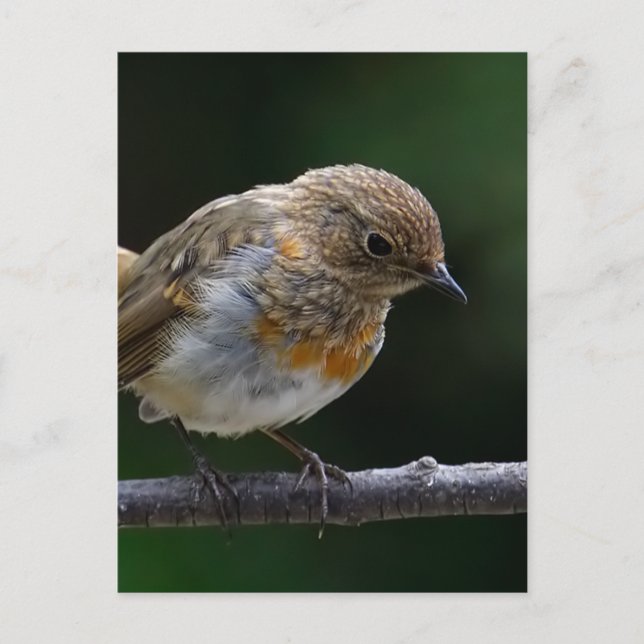 Baby Robin Postcard (Front)