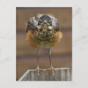 Baby Robin Postcard