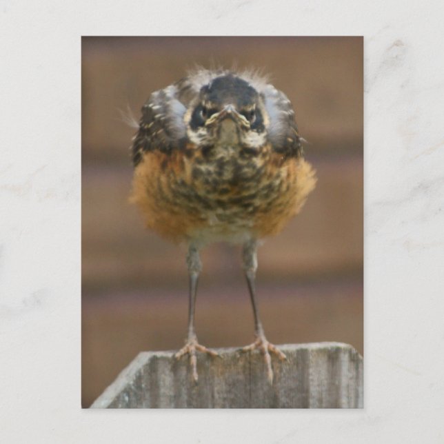 Baby Robin Postcard (Front)