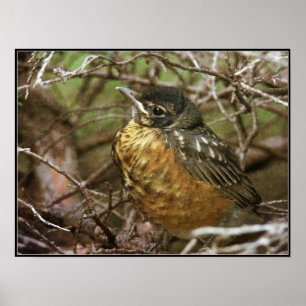 Baby Robin Poster