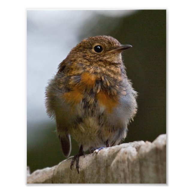 Baby Robin Print (Front)