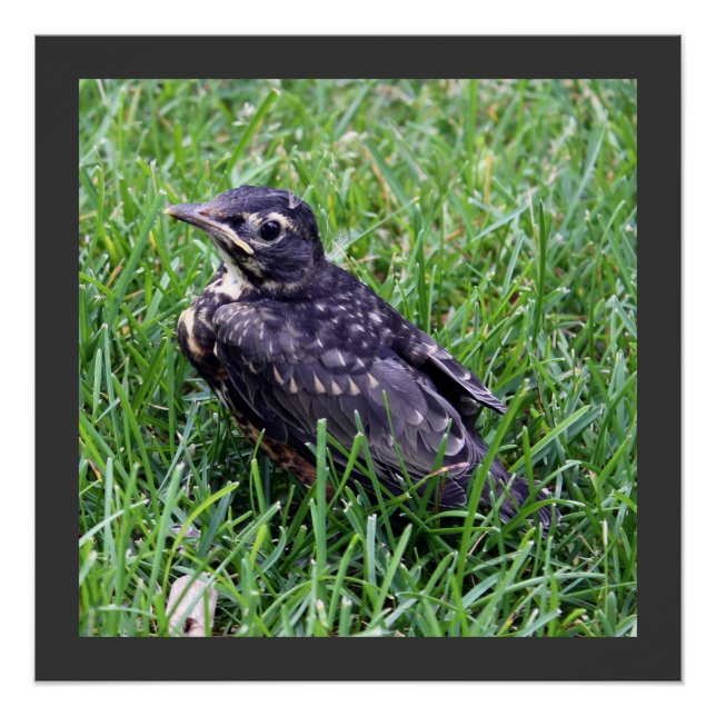 Baby Robin Sitting in the Grass Photography Poster (Front)