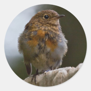 Baby Robin Sticker