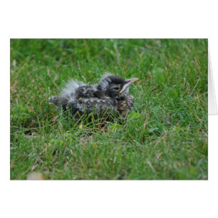 Baby Robin taking a little rest.