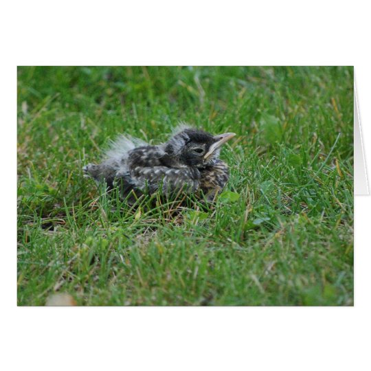 Baby Robin taking a little rest. Card