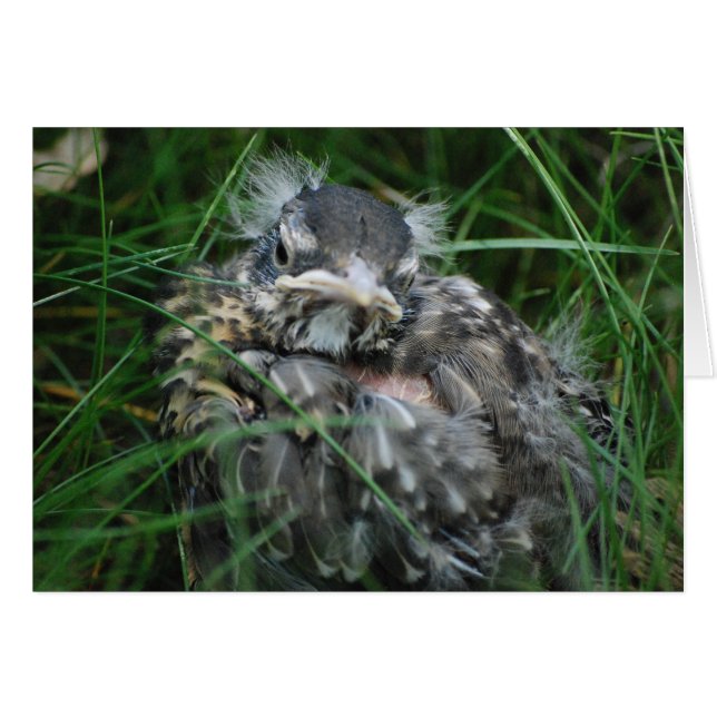 Baby Robin's First Spring (Front Horizontal)