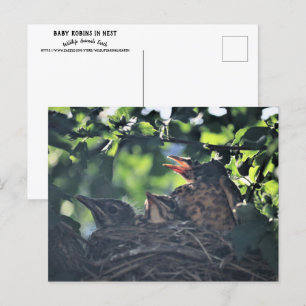 Baby Robins in Nest Nature Wildlife Animals Photo Postcard