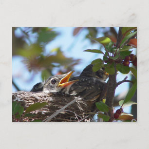 Baby Robins in the nest Postcard