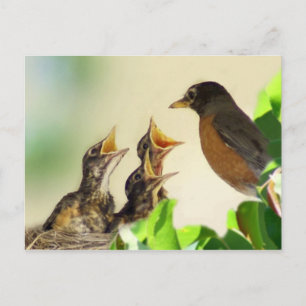 Baby Robins Postcard