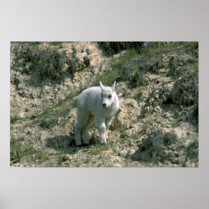 Baby Rocky Mountain Goat Poster