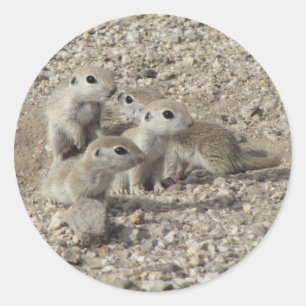 Baby Round-tailed Ground Squirrel Family Classic Round Sticker