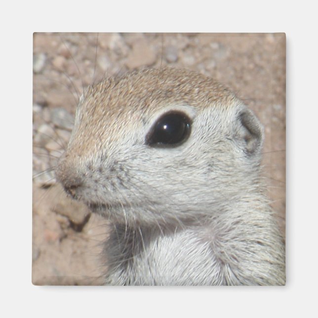 Baby Round-tailed Ground Squirrel Magnet (Front)