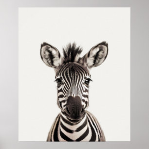 Baby Safari African Jungle Animals  Zebra  Poster