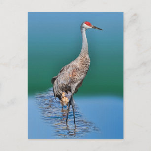 Baby Sandhill Crane and Mother Postcard