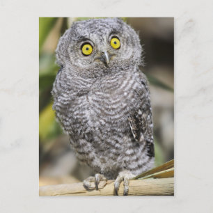 Baby Screetch-Owl Postcard