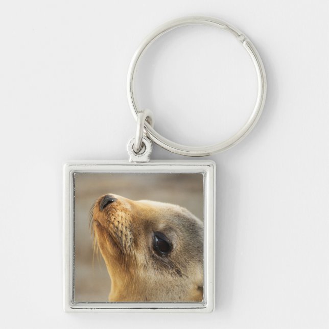Baby Sea Lion Face Key Ring (Front)