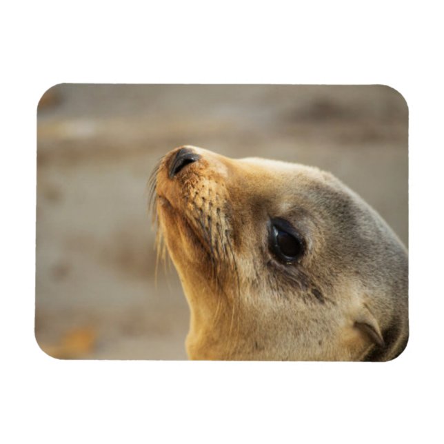 Baby Sea Lion face Magnet (Horizontal)