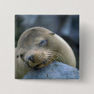 Baby sea lion, Galapagos Islands 15 Cm Square Badge