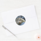 Baby sea lion, Galapagos Islands Classic Round Sticker (Envelope)
