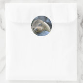 Baby sea lion, Galapagos Islands Classic Round Sticker (Bag)