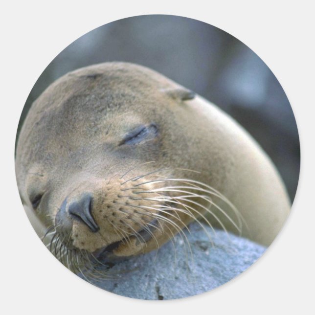Baby sea lion, Galapagos Islands Classic Round Sticker (Front)