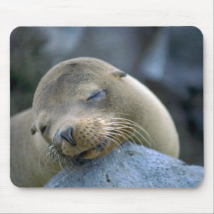 Baby sea lion, Galapagos Islands Mouse Mat