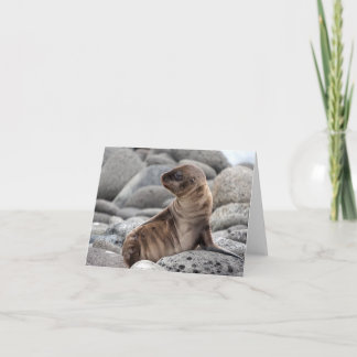 Baby Sea Lion Greeting Card