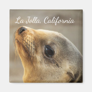 Baby Sea Lion, La Jolla, California Magnet