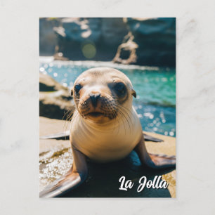 Baby Sea Lion La Jolla California Postcard