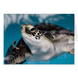 Baby Sea Turtle