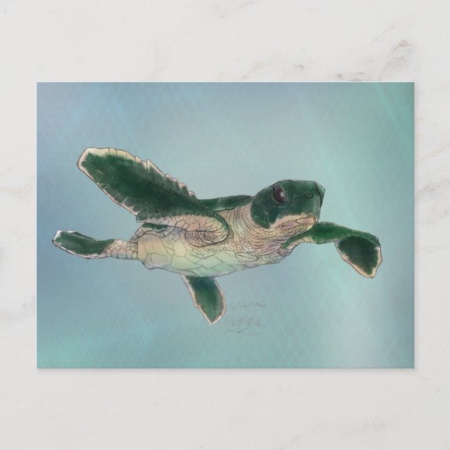 Baby Sea Turtle Postcard (Front)