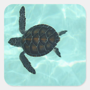 Baby Sea Turtle Sticker