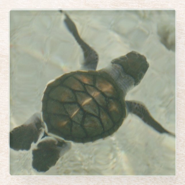 Baby Sea Turtle Swimming Out To Sea Glass Coaster (Front)