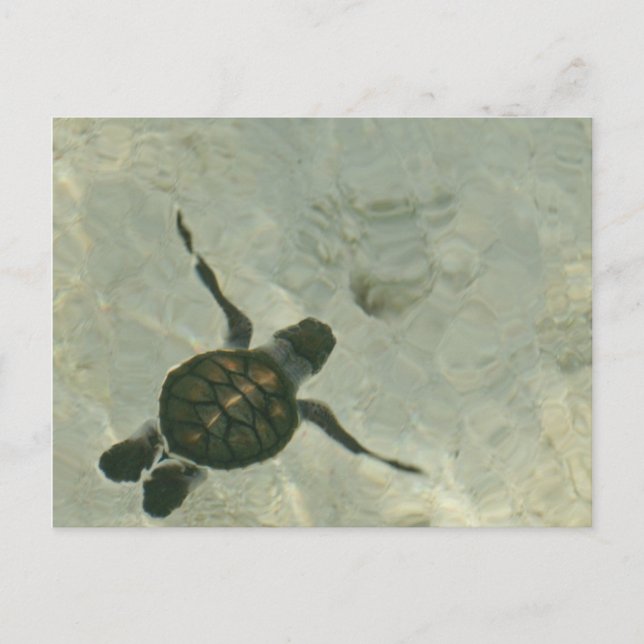 Baby Sea Turtle Swimming Out To Sea Postcard (Front)
