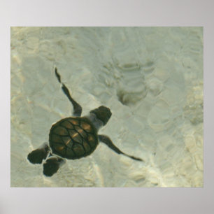 Baby Sea Turtle Swimming Out To Sea Poster