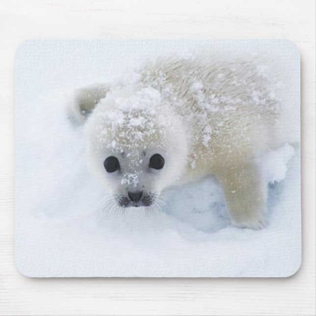 Baby Seal Mouse Mat (Front)