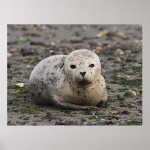 Baby Seal on Beach Poster
