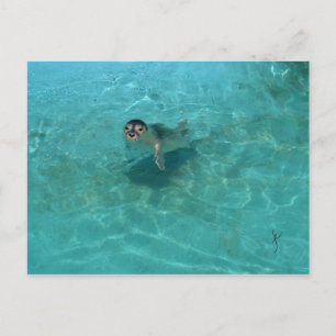 Baby Seal Postcard