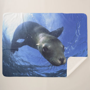 BABY SEAL SHERPA BLANKET