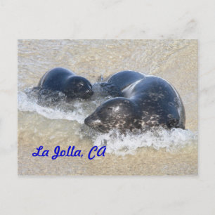 Baby seals in La Jolla Postcard