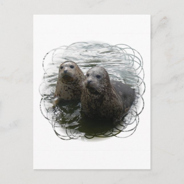 Baby Seals Postcard (Front)