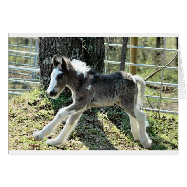 Baby Shaolin 2 (Front Horizontal)