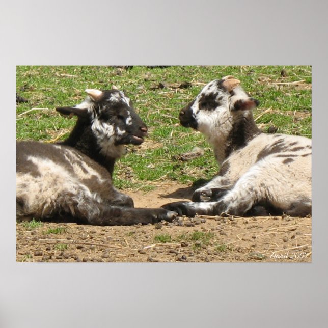 Baby Sheep Mount Vernon Estate April 2007 Poster (Front)