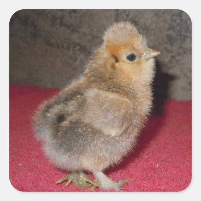 Baby Silkie Chick Sticker (Front)