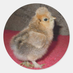 Baby Silkie Chick Stickers