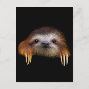 Baby Sloth Postcard