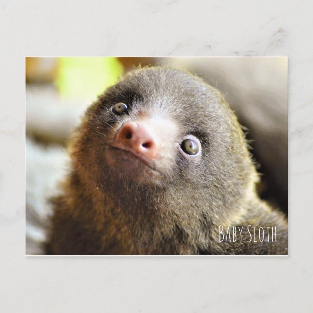 Baby Sloth postcard (Front)
