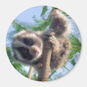 Baby Slow Loris Magnet